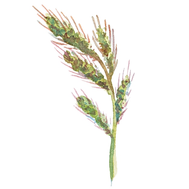 PSD illustrazione astratta dell'acquerello del grano autunnale elementi di design della natura disegnati a mano isolati su sfondo bianco