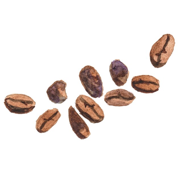 Abstract watercolor illustration of coffee beans hand drawn nature design elements isolated on white background