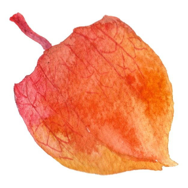 PSD 가 physalis 열매의 추상 수채화 그림 손으로 그린 자연 디자인 요소 흰색 배경에 고립