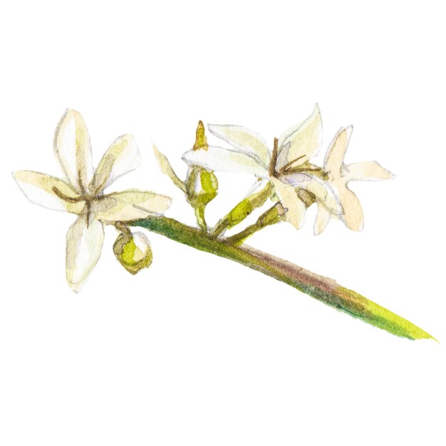 コーヒーの木の花の抽象的な水彩イラスト手描き自然デザイン要素が白い背景で隔離