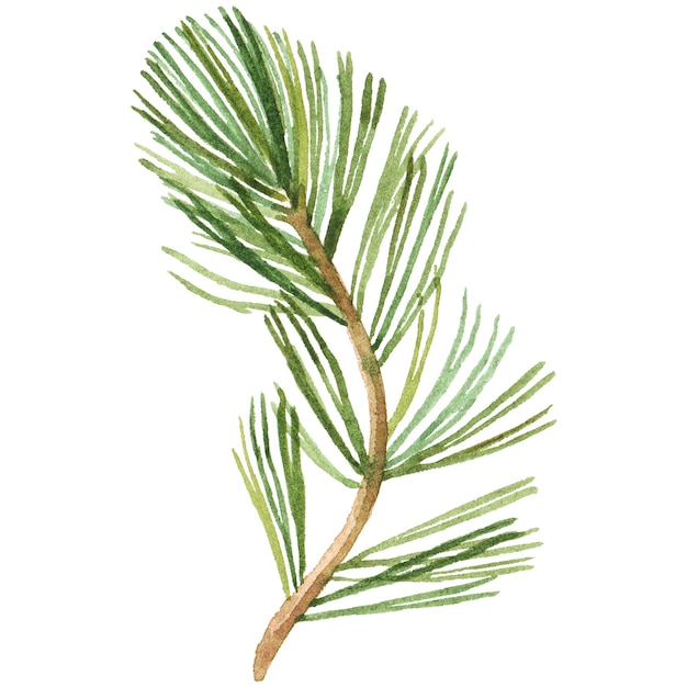 PSD abstract watercolor illustration of pine needles hand drawn nature design elements isolated on white background