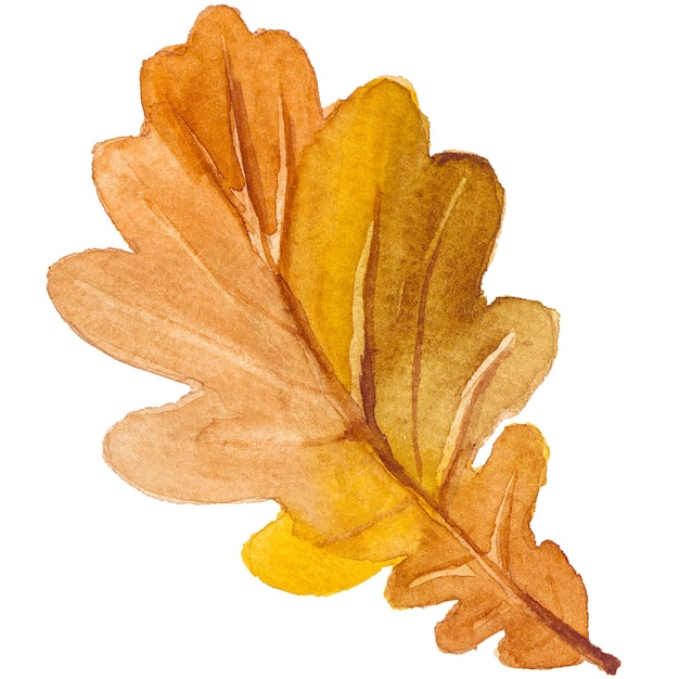 PSD abstracte aquarel illustratie van herfstbladeren hand getrokken natuur ontwerpelementen geïsoleerd op een witte achtergrond