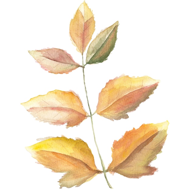 Abstracte aquarel illustratie van herfstbladeren Hand getrokken natuur ontwerpelementen geïsoleerd op een witte achtergrond