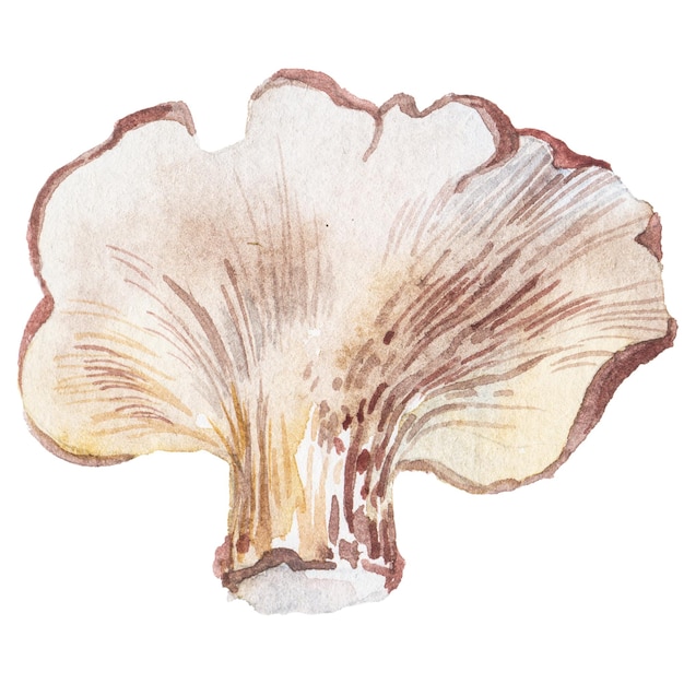 Abstracte waterverfillustratie van de herfstpaddestoelen hand getrokken aardontwerpelementen die op witte achtergrond worden geïsoleerd