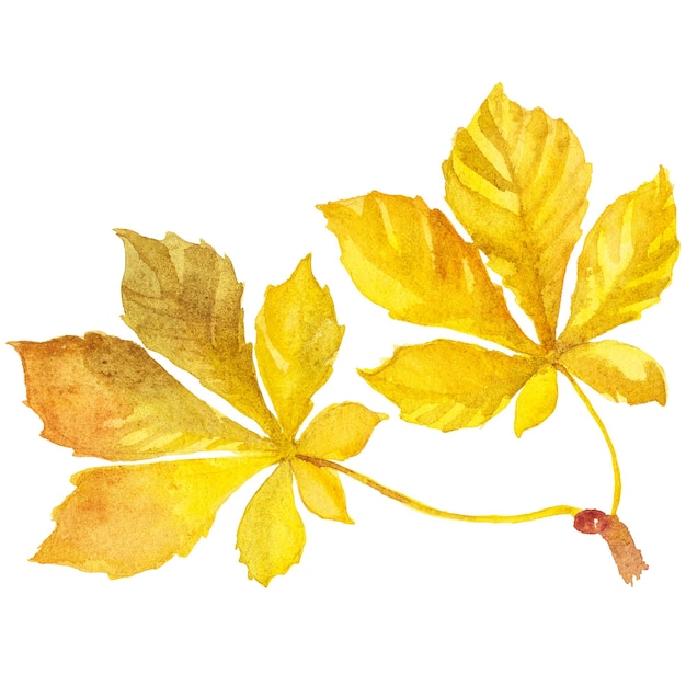PSD abstrakcjonistyczna ilustracja akwarela jesiennych liści ręcznie rysowane elementy projektu przyrody izolowane na białym tle
