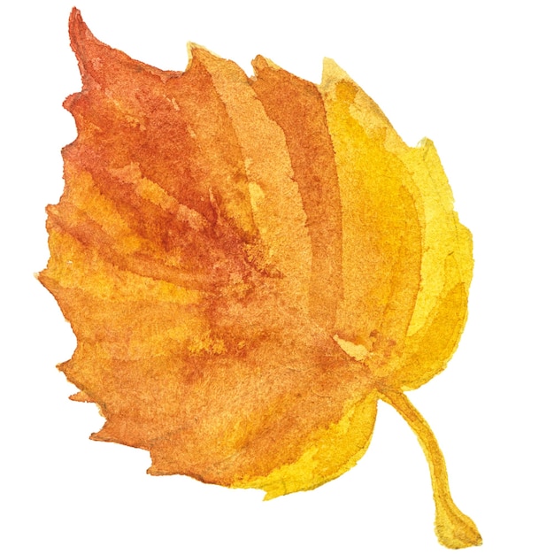 PSD abstrakcjonistyczna ilustracja akwarela jesiennych liści ręcznie rysowane elementy projektu przyrody izolowane na białym tle