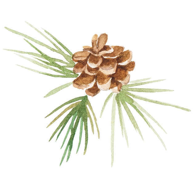 Abstrakcyjna ilustracja akwarela szyszki jodły Ręcznie rysowane elementy projektu natura izolowane na białym tle