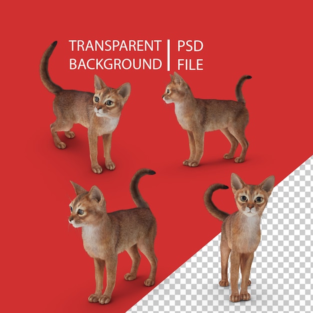 PSD png gatto abissino