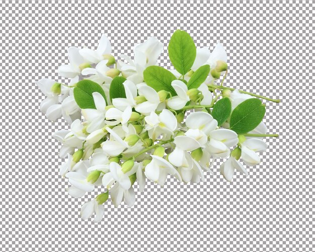 PSD 白の葉を持つアカシアの花