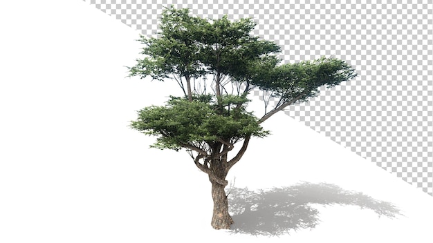 Acacia con albero isolato 3d render