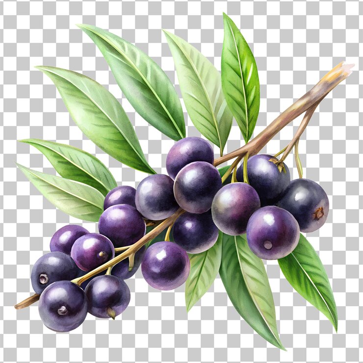 PSD acai blue berries branch watercolor clipart