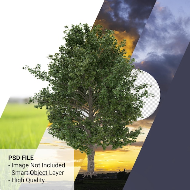 PSD acer saccharum of suiker esdoorn 3d render geïsoleerd op transparante achtergrond