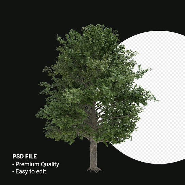 Acer saccharum หรือ เรนเดอร์ 3 มิติ ต้นเมเปิลน้ำตาลแยกจากพื้นหลังโปร่งใส