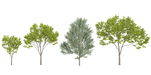 Acerbomen op een doorzichtige achtergrond