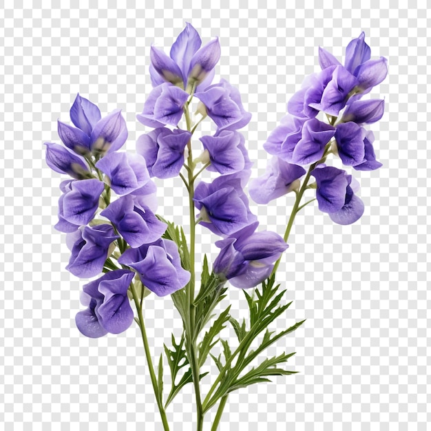 투명 한 배경에 고립 된 Aconitum 꽃