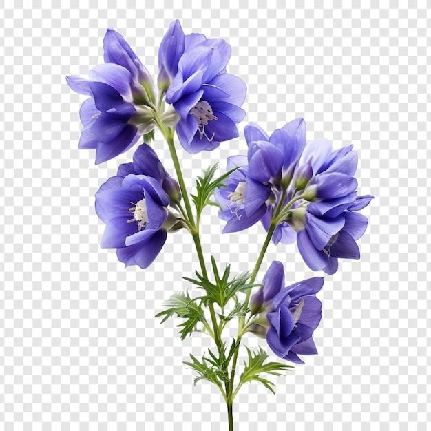 Aconitum png na przezroczystym tle