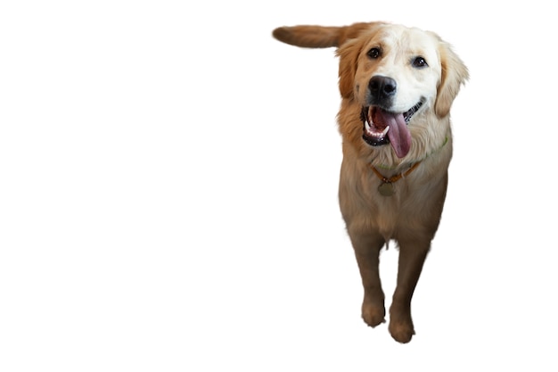 可愛い犬が孤立した