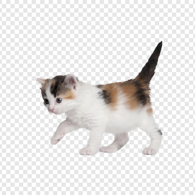 adorable kitten walking