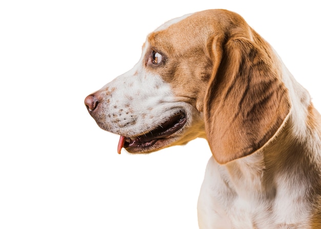 Adorabile scena di cane da compagnia