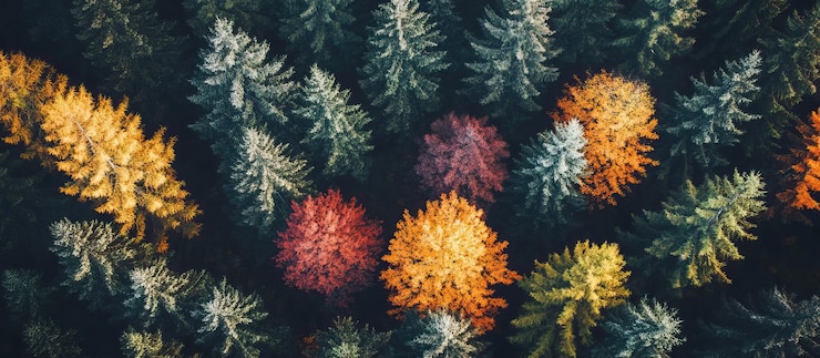 PSD aerial view of autumn forest