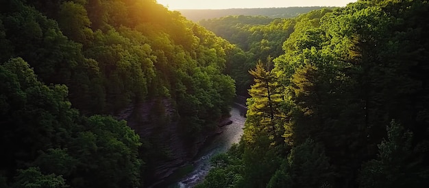 Aerial View of a River Winding Through a Lush Forest