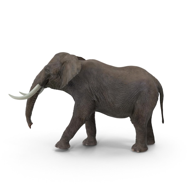 African Elephant Walking