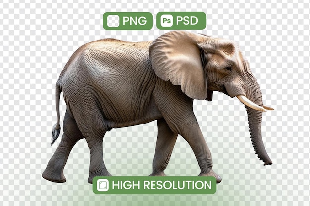 african elephant walks majestically across savanna displaying its powerful stride and imposing presence a symbol of untamed nature and wildlife conservation