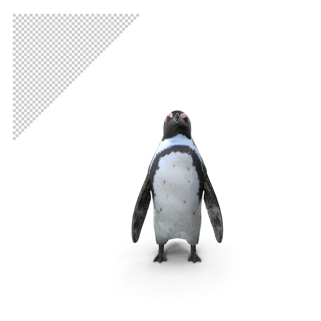 PSD pinguino africano png