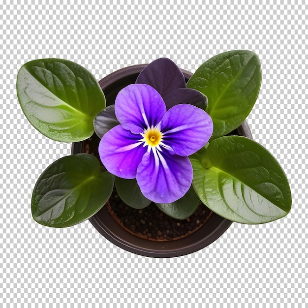 PSD african violet saintpaulia ionantha huisplant in pot top view cutout indoor plant geïsoleerd