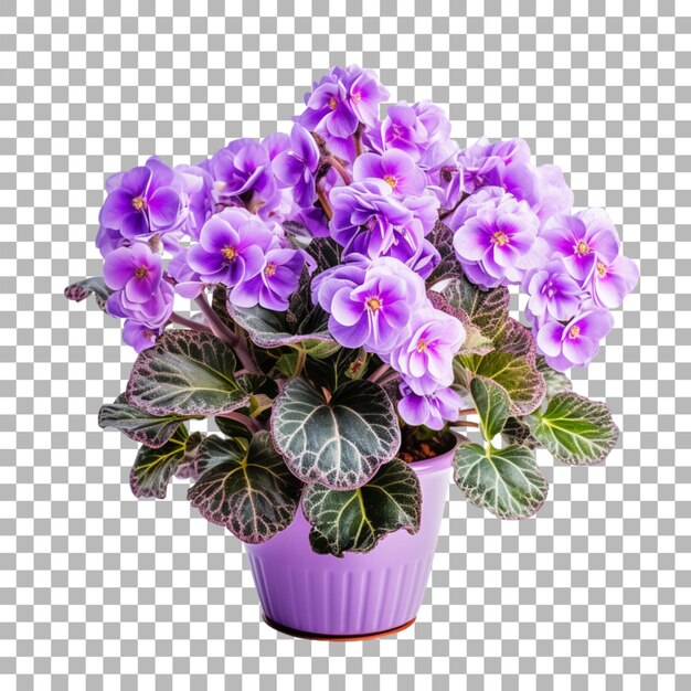 PSD african violet saintpaulia in pot on transparent background