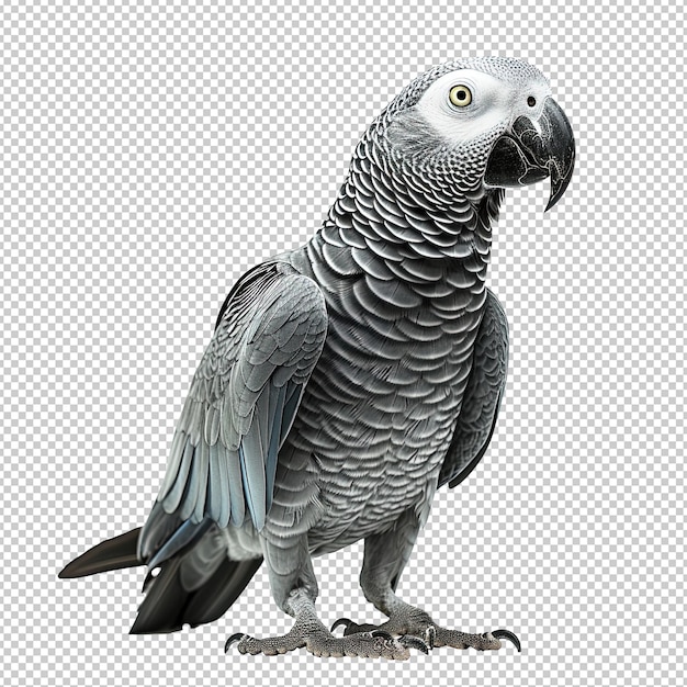 Afrikaanse grijze papegaai geïsoleerd op een witte achtergrond v 6 Job ID b89409414da24cef9a6ce9bf98f492e6