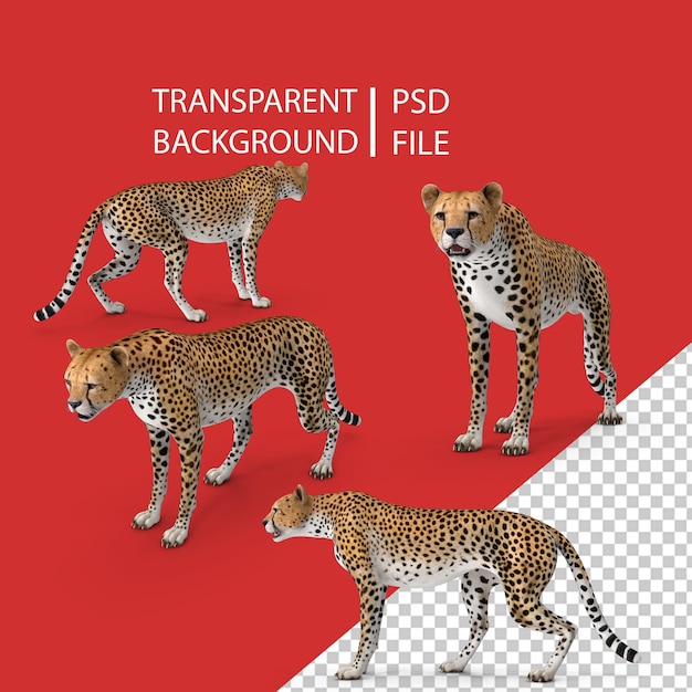 Afrykański duży kot gepard w pozycji stojącej PNG