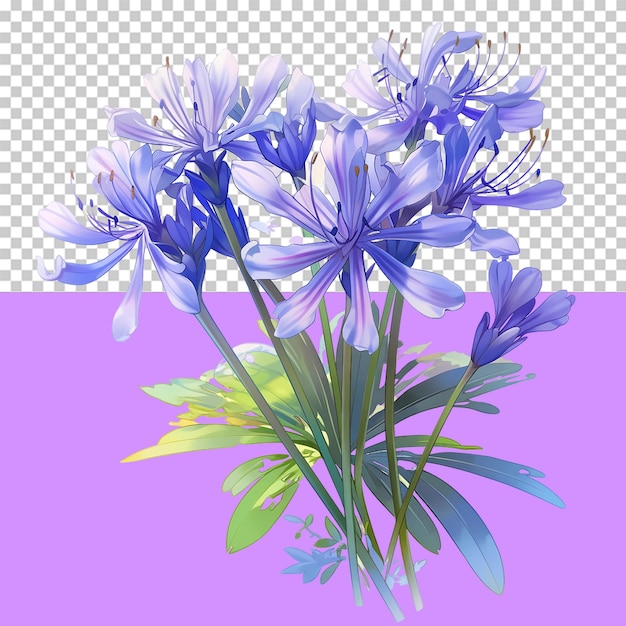 Agapanthus 고립 된 개체 투명 배경