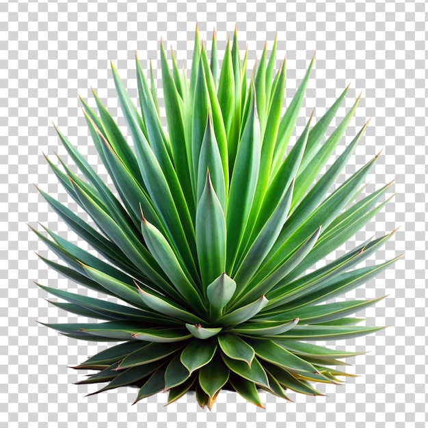 PSD agave bush isolated on transparent background