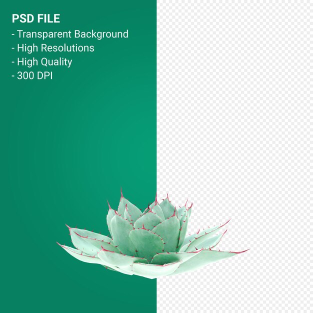 PSD agave parryi 3d render isolated