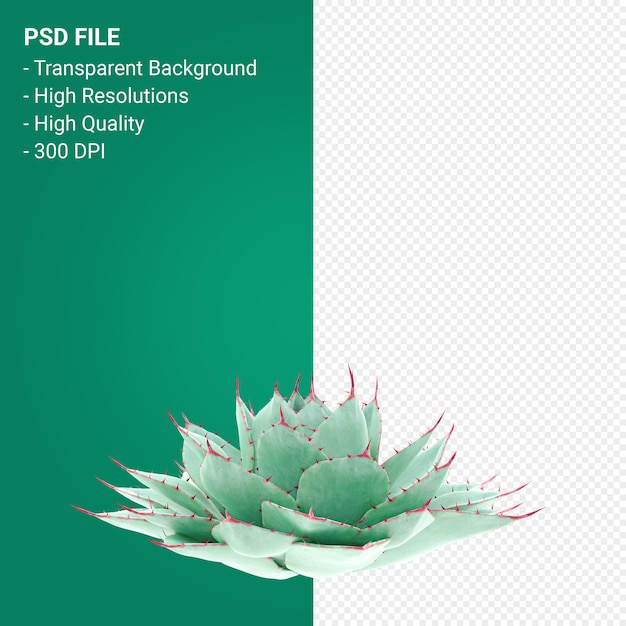 PSD agave parryi 3d render isolated