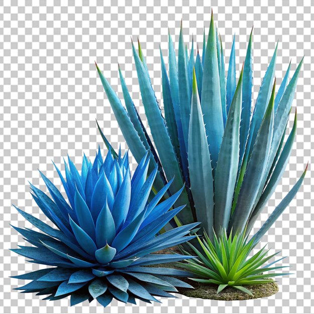 PSD agave parryi 3d render isolated