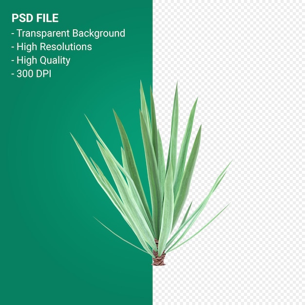 PSD agave tequilana 3d render isolated on transparent background