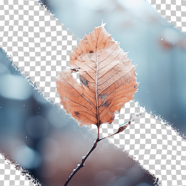 Aged foliage covered in icy snow transparent background