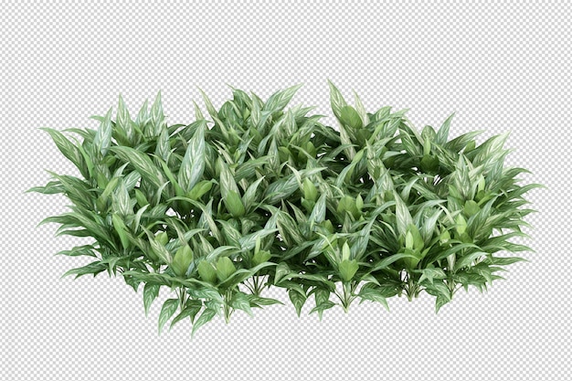 Aglaonema commutatum in 3d rendering