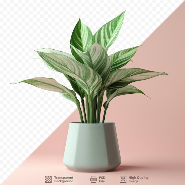 Aglaonema hybrid in pot on transparent background