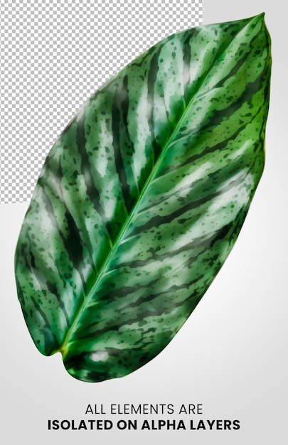 Aglaonema Macrorrhiza Single leaf isolated on alpha layer png