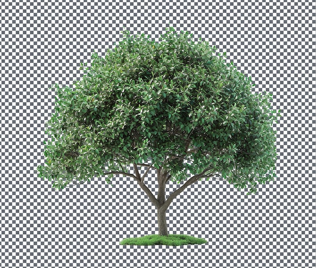 PSD airy tree model isolated on transparent background