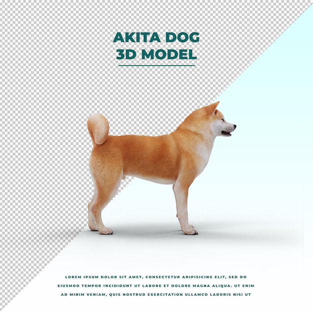 PSD akita dog