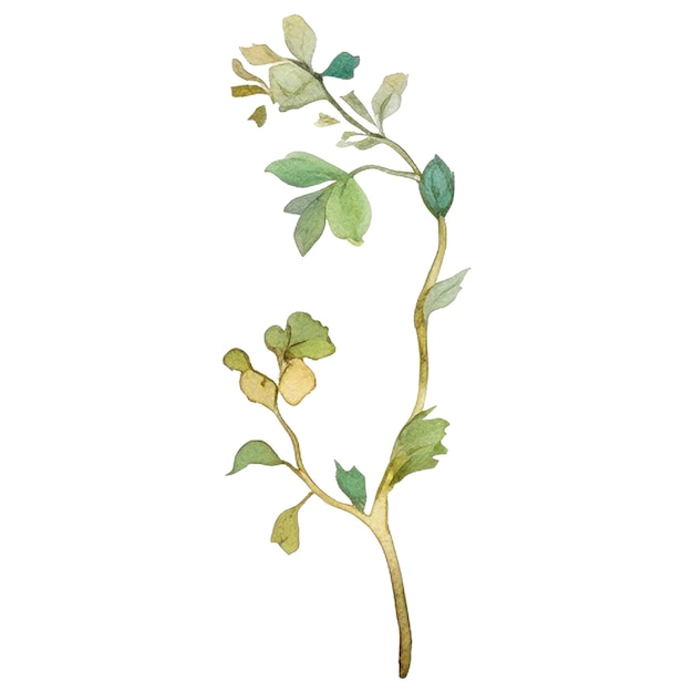 Akvarellmalte blomster. Håndtegnede blomsterdesignelementer isolert på hvit bakgrunn