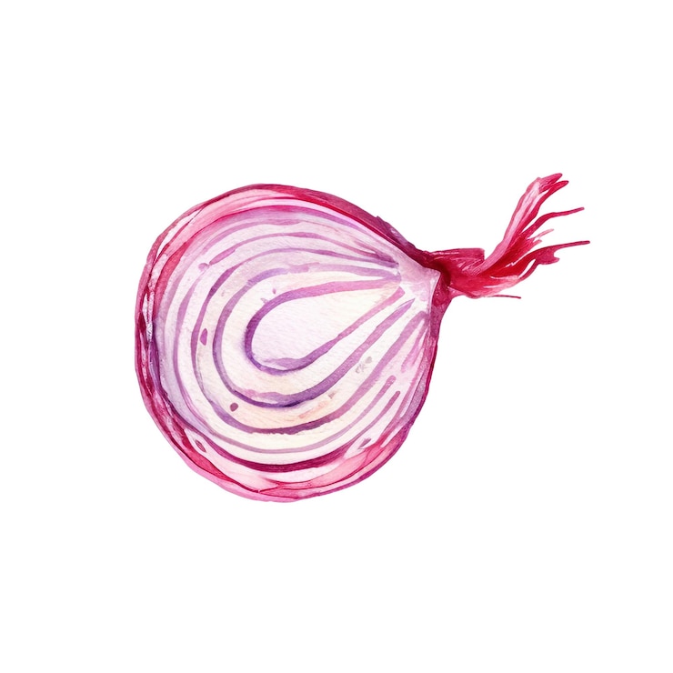 PSD akwarela czerwona cebula ilustracja handdrawn element projektu świeżej żywności na białym tle