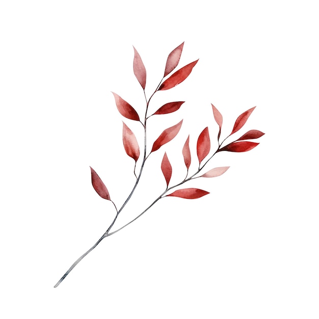 PSD akwarela czerwona gałąź rośliny jesiennej izolowana na białym tle projekt elementu botanicznego