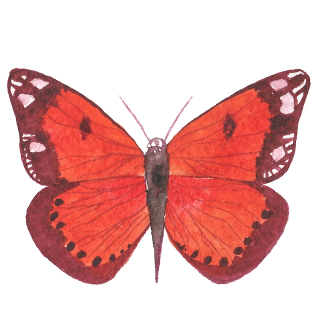 Akwarela malowane motyl Ręcznie rysowane elementy projektu na białym tle