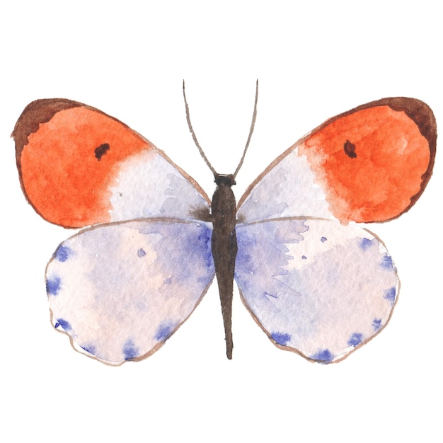 Akwarela malowane motyl Ręcznie rysowane elementy projektu na białym tle