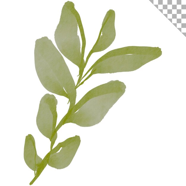 PSD akwarela zielony liść akwarela ilustracja w stylu kwiatowym